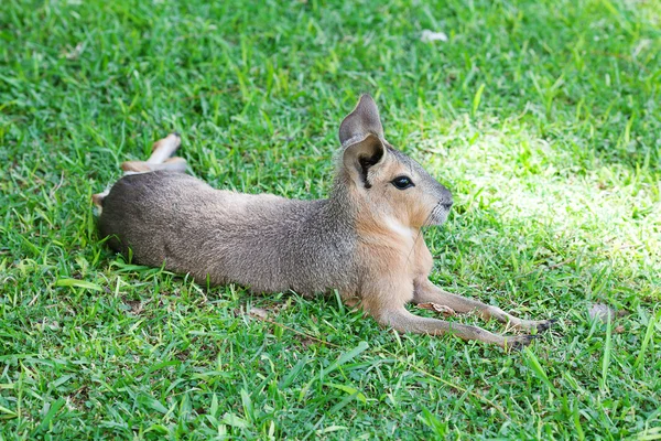 Mármara da Patagônia deitado na grama verde — Fotografia de Stock