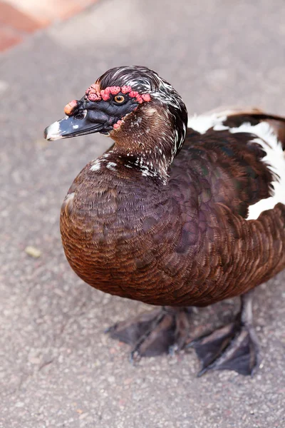 Duck walking down the path at the zoo — Stock Photo, Image