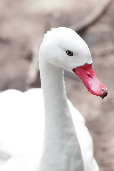 Retrato de um belo ganso branco — Fotografia de Stock