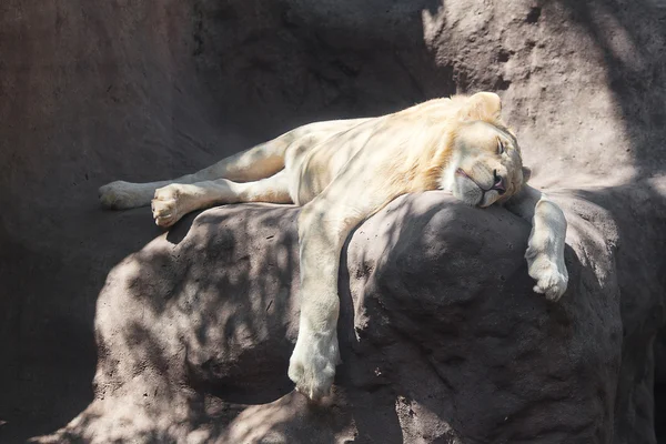 Белый лев отдыхает в тени в зоопарке — стоковое фото