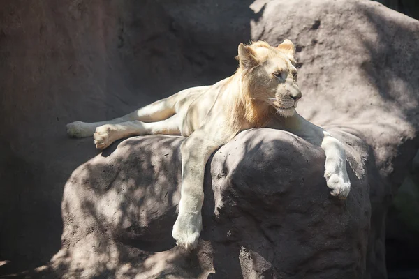 Biały lew w cieniu w zoo — Zdjęcie stockowe