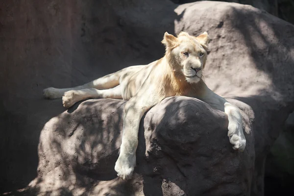 Белый лев отдыхает в тени в зоопарке — стоковое фото