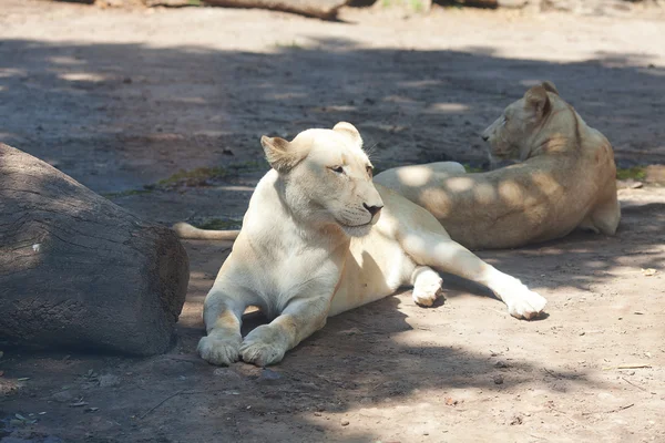 在动物园的树荫下休息的白狮子 — 图库照片