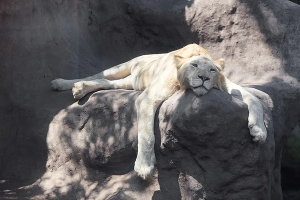 Leão branco descansando à sombra no zoológico — Fotografia de Stock