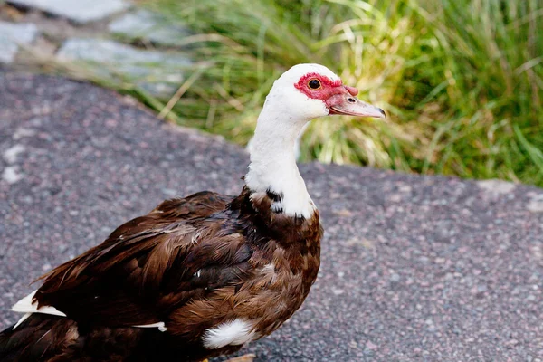 Duck walking down the path at the zoo — Stock Photo, Image