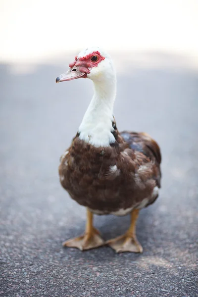 Duck går ned ad stien i zoo - Stock-foto