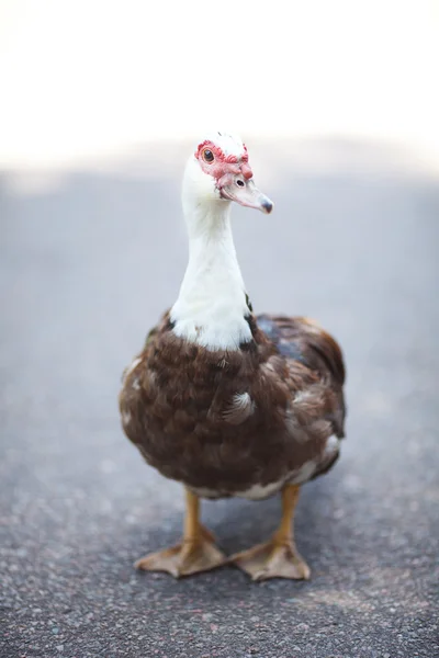 Pato andando pelo caminho no zoológico — Fotografia de Stock