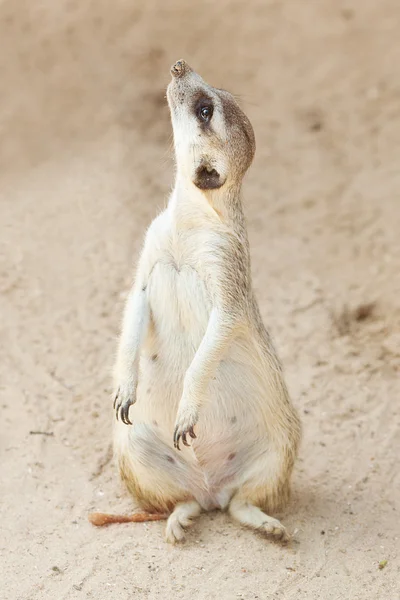 Hayvanat bahçesindeki güzel bir suricata portresi — Stok fotoğraf