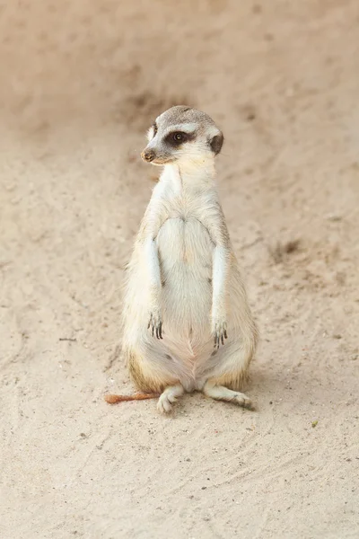 Portret pięknej suricata w zoo — Zdjęcie stockowe