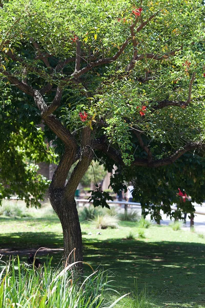 Rode bloemen op een groene boom — Stockfoto