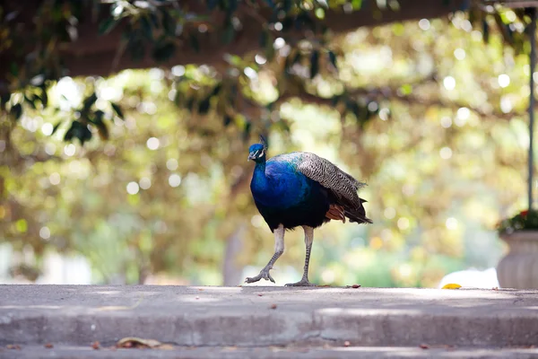 Beautiful peacock on the old bridge on the background of trees — Stock Photo, Image