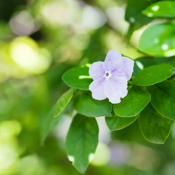 Weiße Blüten auf einem Hintergrund aus grünen Ästen — Stockfoto