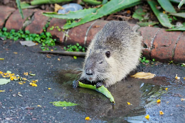 Nutria τρώει αλόη βέρα σε ζωολογικό κήπο — Φωτογραφία Αρχείου