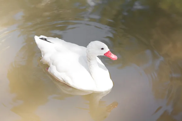 Ganso branco flutuando na água — Fotografia de Stock