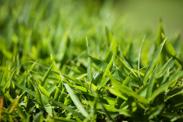Фон пышной зеленой травы — стоковое фото