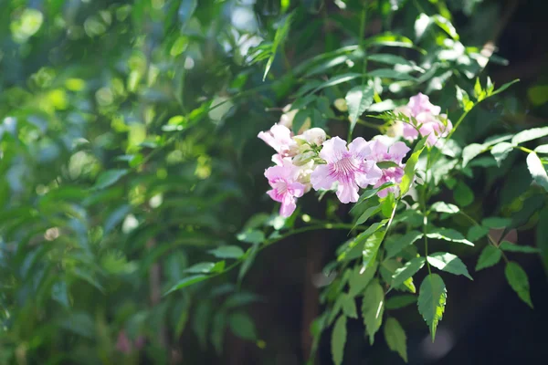 Różowe kwiaty na zielonym drzewie — Zdjęcie stockowe