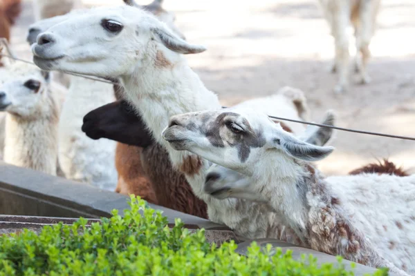 Chèvres dans la volière du zoo ouvert — Photo