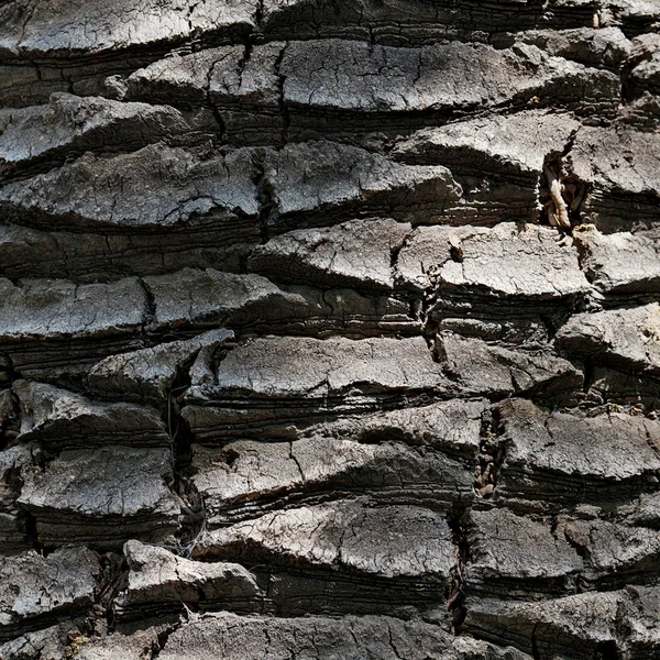 棕榈树皮的背景 — 图库照片