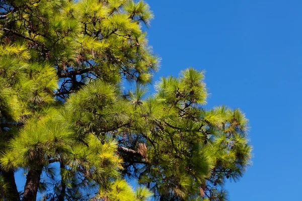 Dennenboom tegen de blauwe lucht — Stockfoto