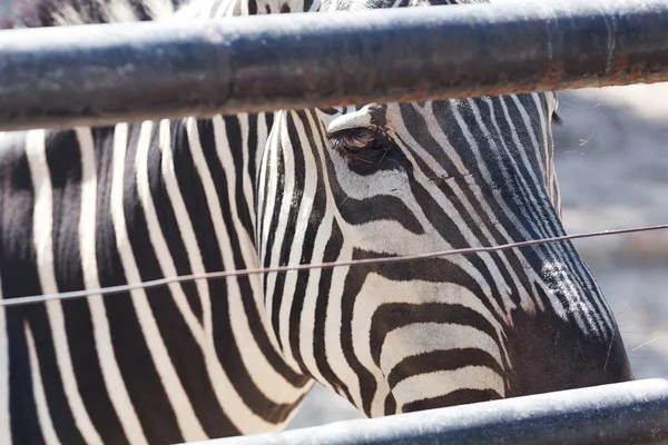 Zebra hayvanat bahçesinde açık bir kafes içinde — Stok fotoğraf
