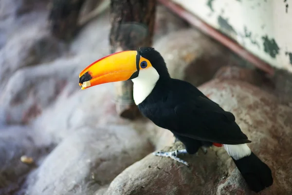 Hayvanat bahçesindeki büyük kuş kafesi içinde güzel toucan — Stok fotoğraf