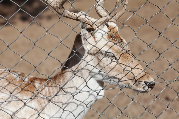 Jelen za mřížemi v zoo — Stock fotografie