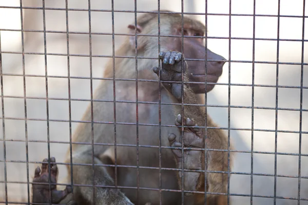 Μαϊμού πίσω από τα κάγκελα σε ζωολογικό κήπο — Φωτογραφία Αρχείου
