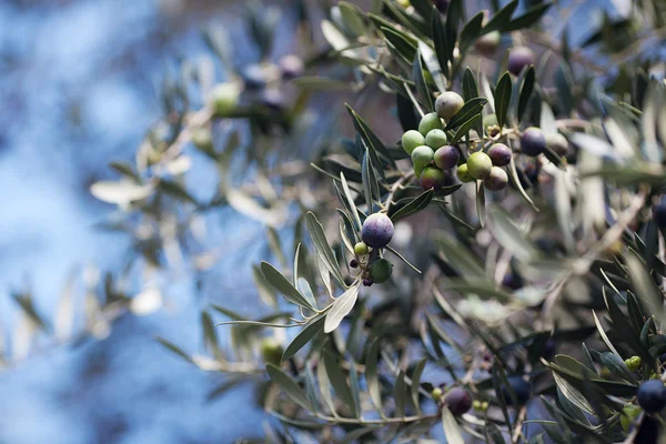 Zweig saftig grüner Oliven — Stockfoto