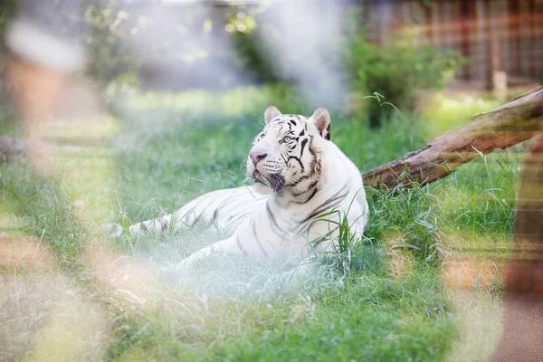 Белый тигр в открытой клетке в зоопарке — стоковое фото