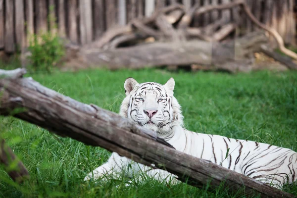 Witte tijger in een open kooi in de dierentuin — Stockfoto