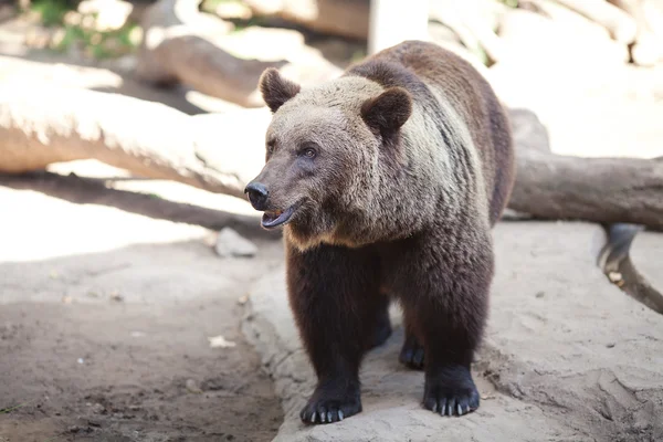 Boz ayı hayvanat bahçesinde açık bir kafes içinde — Stok fotoğraf