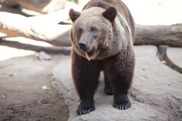 Бурый медведь в открытой клетке в зоопарке — стоковое фото