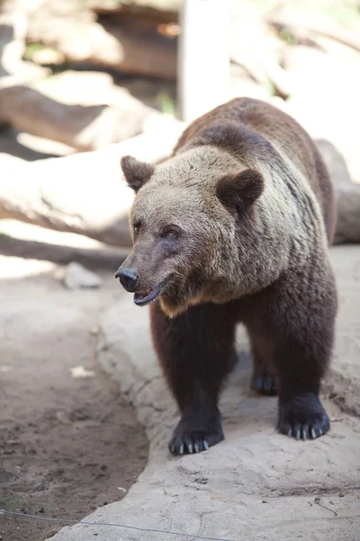 Niedźwiedź brunatny w otwartej klatce w zoo — Zdjęcie stockowe