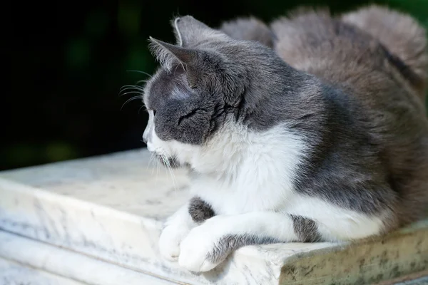 Portrét pouliční kočky venkovní — Stock fotografie