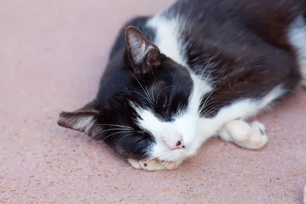 stock image Portrait of a street cat outdoor