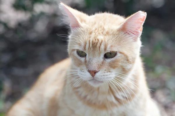 Portret van een straat kat buiten — Stockfoto