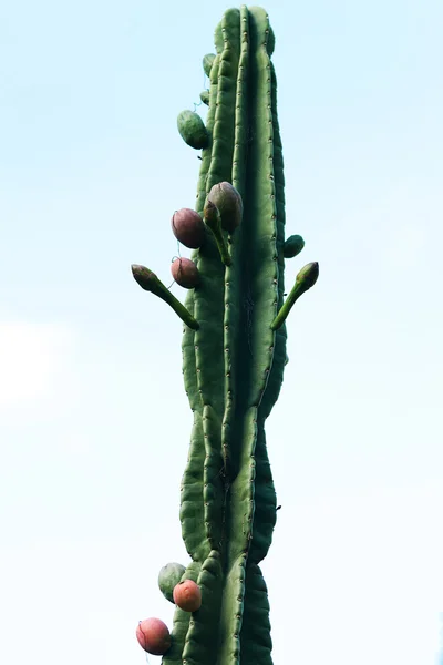 Großer Kaktus vor himmelblauem Hintergrund — Stockfoto