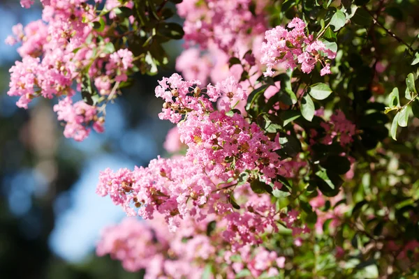 Flores rosa em uma árvore verde — Fotografia de Stock