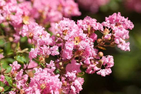 Fiori rosa su un albero verde — Foto Stock