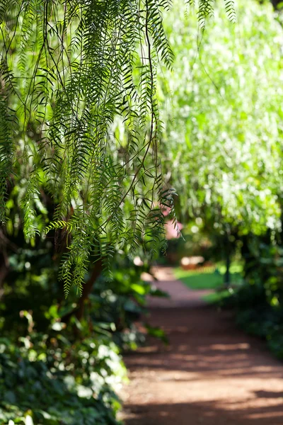 Gren av gröna träd i solljus — Stockfoto