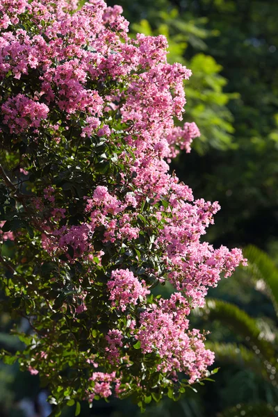 Pink flowers on a green tree — Stock Photo, Image