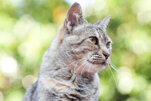 Portret van een gestreepte kat buiten — Stockfoto