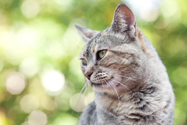 stock image Portrait of a striped cat outdoor
