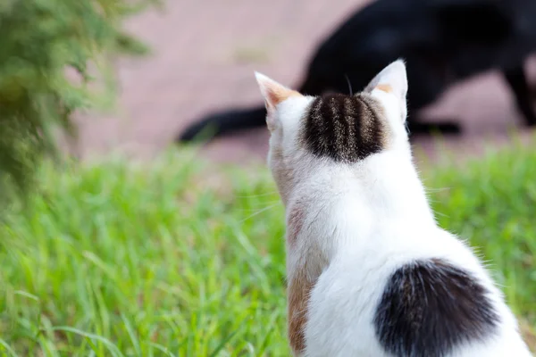 Portrét pouliční kočky venkovní — Stock fotografie