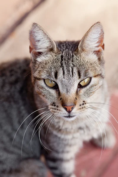 縞模様の猫の屋外の肖像画 — ストック写真