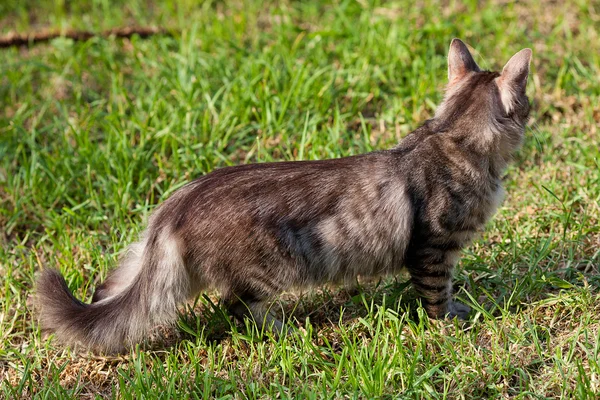 Retrato de un gato callejero al aire libre — Foto de Stock