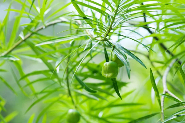 Frutos em um contexto de ramos verdes na luz solar — Fotografia de Stock