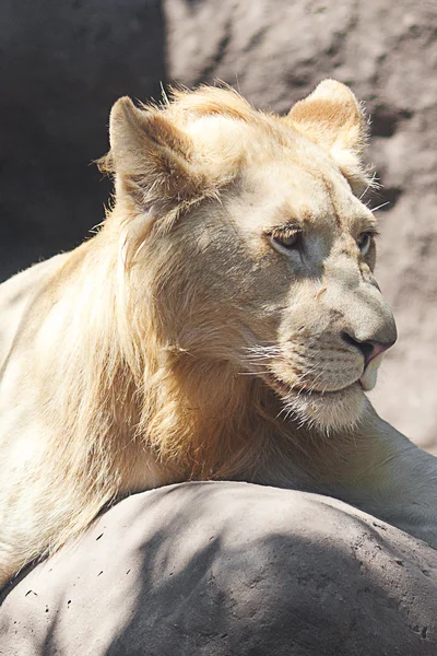 Biały lew w cieniu w zoo — Zdjęcie stockowe