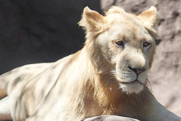 Witte Leeuw rust in de schaduw in de dierentuin — Stockfoto