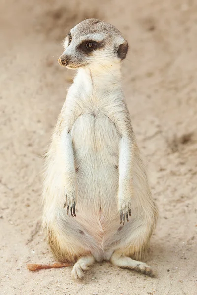 動物園で美しいミーアキャット属の肖像画 — ストック写真